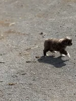 Cocoa, a female Miniature Aussiedoodle for sale in Athens, AL – Photo 7 of 10