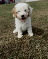 Joni, a female Cavapoo for sale in Athens, AL – 4 of 10