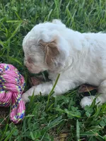 Hannah, a female Cavapoo for sale in Athens, AL – 2 of 3