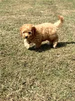 Jolene, a female Cavapoo for sale in Athens, AL – 5 of 10