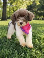 Ella, a female Poodle - Toy  for sale in Athens, AL – 3 of 5