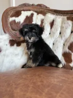 Darla, a female Yorkipoo for sale in Athens, AL – 3 of 10