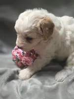 Callaway, a female Cavapoo for sale in Athens, AL – 2 of 3