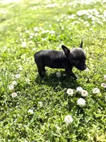 Squirt, a female Rat Terrier for sale in Athens, AL – Photo 5 of 7