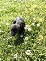 Squirt, a female Rat Terrier for sale in Athens, AL – Photo 6 of 7