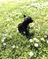 Squirt, a female Rat Terrier for sale in Athens, AL – Photo 2 of 7