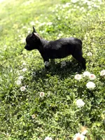 Squirt, a female Rat Terrier for sale in Athens, AL – Photo 4 of 7