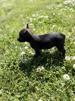 Squirt, a female Rat Terrier for sale in Athens, AL – Photo 3 of 7