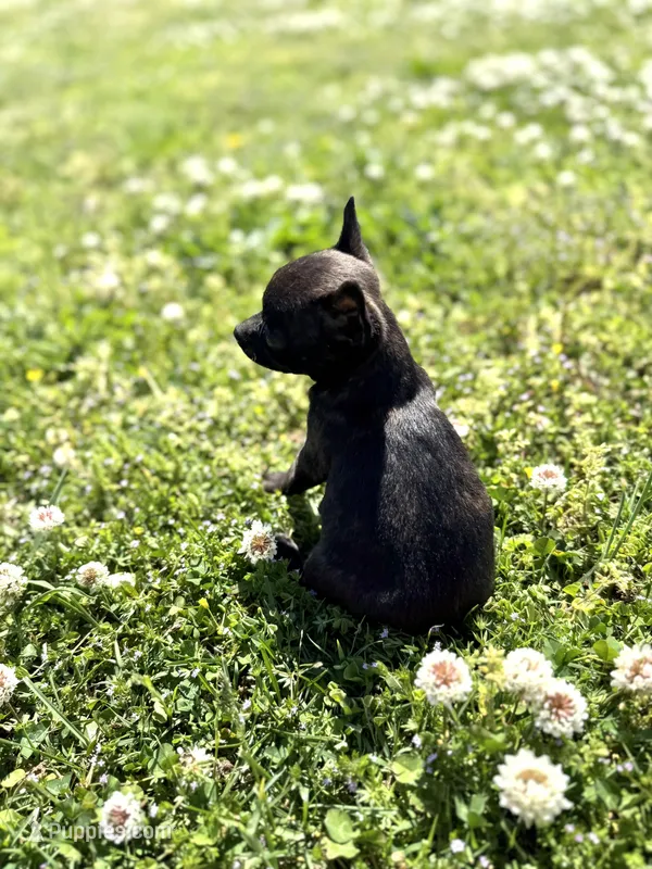 Squirt – Rat Terrier puppy for sale in Athens, AL