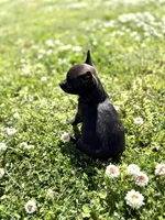 Squirt, a female Rat Terrier for sale in Athens, AL – Photo 1 of 7