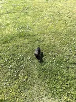 Squirt, a female Rat Terrier for sale in Athens, AL – Photo 7 of 7