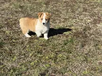Mollie, a female Pembroke Welsh Corgi for sale in Athens, AL – Photo 6 of 8
