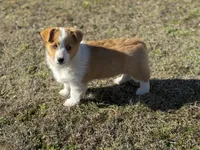 Mollie, a female Pembroke Welsh Corgi for sale in Athens, AL – Photo 4 of 8