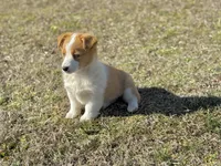 Mollie, a female Pembroke Welsh Corgi for sale in Athens, AL – Photo 5 of 8