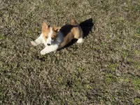 Mollie, a female Pembroke Welsh Corgi for sale in Athens, AL – Photo 8 of 8
