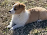 Mollie, a female Pembroke Welsh Corgi for sale in Athens, AL – Photo 3 of 8