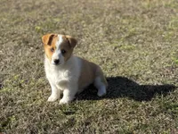 Mollie, a female Pembroke Welsh Corgi for sale in Athens, AL – Photo 2 of 8