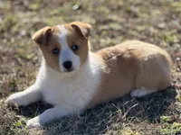 Mollie, a female Pembroke Welsh Corgi for sale in Athens, AL – Photo 1 of 8