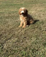 Jordan, a male Cavapoo for sale in Athens, AL – 7 of 10