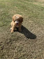 Jordan, a male Cavapoo for sale in Athens, AL – 4 of 10