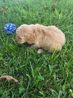 Rosco, a male Cavapoo for sale in Athens, AL – 3 of 3