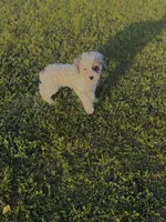Muffin, a female Poodle - Toy  for sale in Athens, AL – Photo 8 of 10