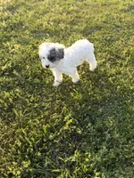 Muffin, a female Poodle - Toy  for sale in Athens, AL – Photo 9 of 10