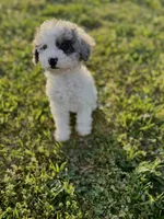 Muffin, a female Poodle - Toy  for sale in Athens, AL – Photo 2 of 10