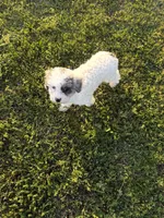 Muffin, a female Poodle - Toy  for sale in Athens, AL – Photo 10 of 10