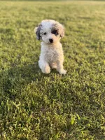 Muffin, a female Poodle - Toy  for sale in Athens, AL – Photo 4 of 10