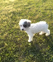 Muffin, a female Poodle - Toy  for sale in Athens, AL – Photo 5 of 10