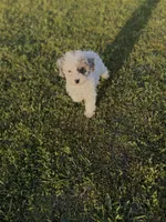 Muffin, a female Poodle - Toy  for sale in Athens, AL – Photo 7 of 10
