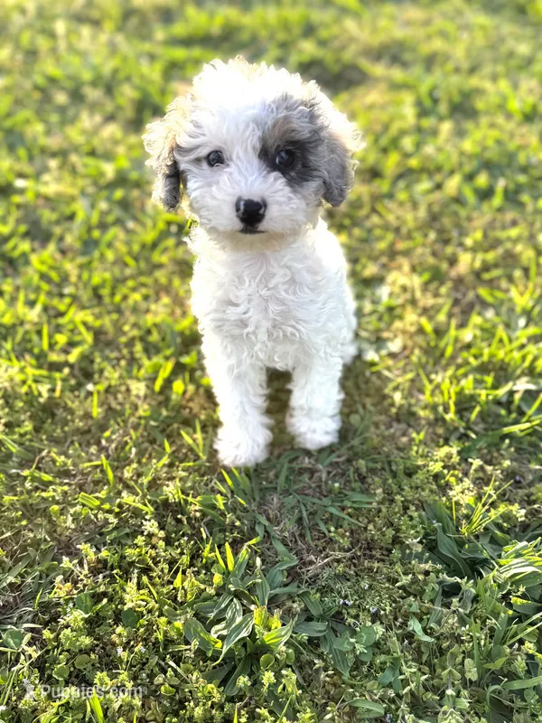 Muffin – Poodle - Toy  puppy for sale in Athens, AL
