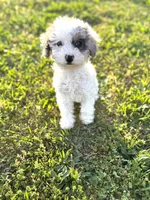Muffin, a female Poodle - Toy  for sale in Athens, AL – Photo 1 of 10