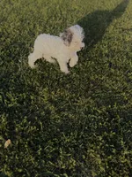 Muffin, a female Poodle - Toy  for sale in Athens, AL – Photo 6 of 10