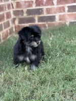 Darla, a female Yorkipoo for sale in Athens, AL – 5 of 10