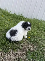 Missy, a female Poodle - Toy  for sale in Athens, AL – Photo 6 of 7