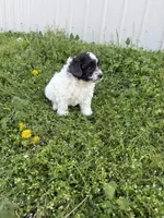 Missy, a female Poodle - Toy  for sale in Athens, AL – Photo 7 of 7