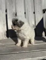 Tina, a female Poodle - Toy  for sale in Athens, AL – Photo 2 of 4