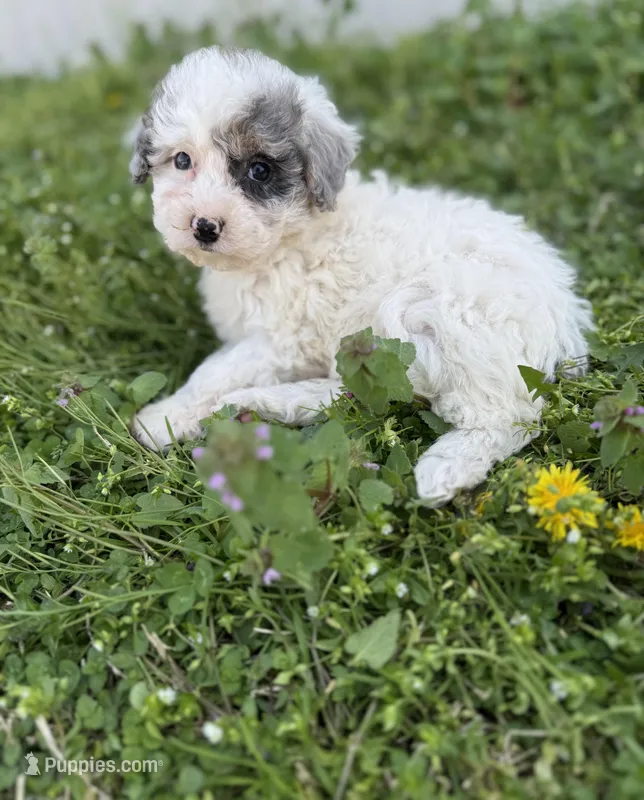 Tina – Poodle - Toy  puppy for sale in Athens, AL