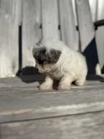 Tina, a female Poodle - Toy  for sale in Athens, AL – Photo 4 of 4