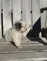 Tina, a female Poodle - Toy  for sale in Athens, AL – Photo 3 of 4