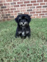 Darla, a female Yorkipoo for sale in Athens, AL – 10 of 10