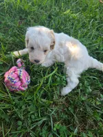 Callaway, a female Cavapoo for sale in Athens, AL – 3 of 3