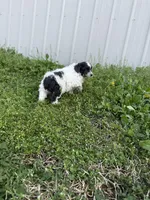 Tink, a female Poodle - Toy  and Toy Australian Shepherd for sale in Athens, AL – Photo 6 of 6