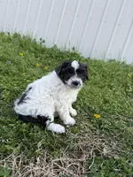 Tink, a female Poodle - Toy  and Toy Australian Shepherd for sale in Athens, AL – Photo 4 of 6
