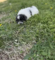 Tink, a female Poodle - Toy  and Toy Australian Shepherd for sale in Athens, AL – Photo 3 of 6