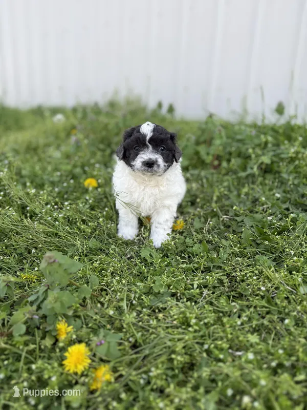 Tink, a female Poodle - Toy  and Toy Australian Shepherd for sale in Athens, AL – Photo 1 of 6