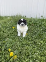 Tink, a female Poodle - Toy  and Toy Australian Shepherd for sale in Athens, AL – Photo 1 of 6