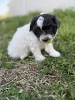 Tink, a female Poodle - Toy  and Toy Australian Shepherd for sale in Athens, AL – Photo 2 of 6